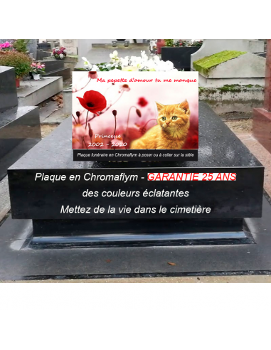 Plaque Funéraire Animaux : Chat parmi les Coquelicots français